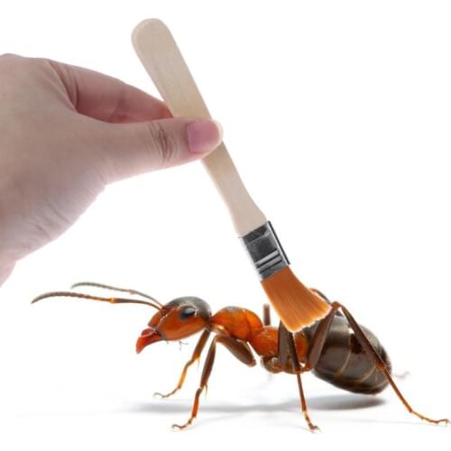 1PC Ant Farm Cleaner Dust Remover Sweeper Ant Area Insect Bowl Nest Clean Supplies