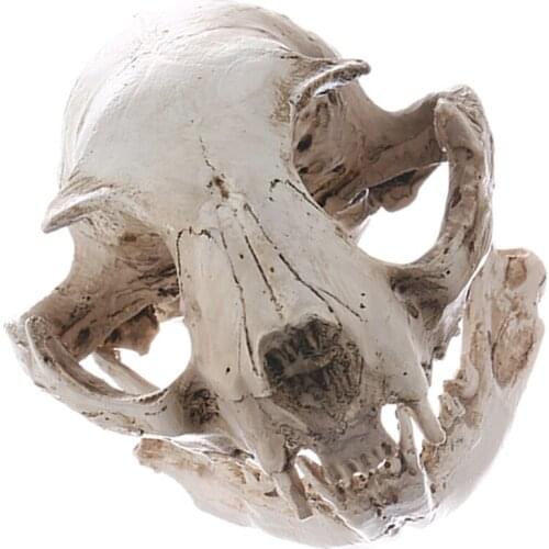 Resin Cat Skull Model Simulated Skeleton Home Office Display Decorative