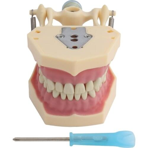 Dental Model Teeth Model Fit Frasaco Dental Teaching Model Standard Model with 32pcs Screw-in Teeths Demonstration