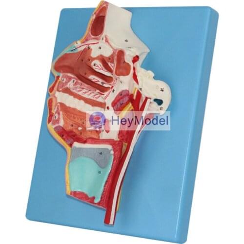 HeyModel Oropharyngeal nostril with vascular nerves