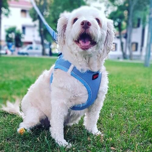 FLEXİLİFE Clothes And Footwear For Dogs