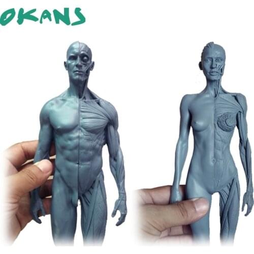 30cm Height Human Anatomical Anatomy Skull Blood Sculpture Head Body Model Muscle Bone Model Male/Female