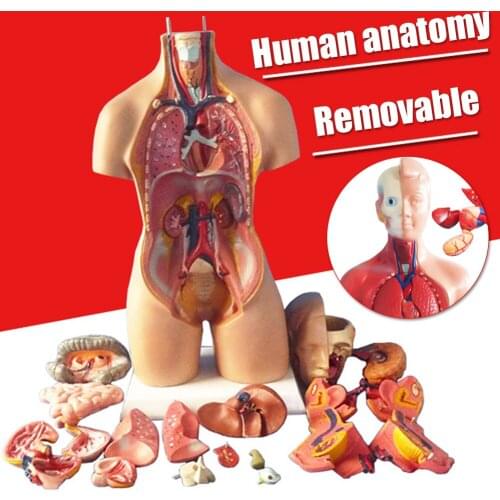 1Set 4D Anatomical Assembly Model Of Human Organs Home Room DIY Decoration Accessories Ornament Small Size Model Dropshipping