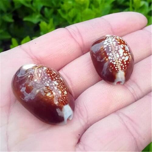 Natural conch shells home aquarium floor decoration DIY mini shells seashells for sale small sea shells