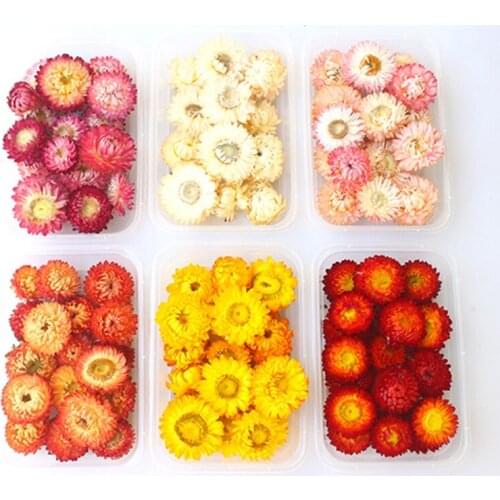 Natural Pressed Daisy Flower Crafts Epoxy Resin Mold Art Decor Jewelry Making Tool Painting Decoration Real Dried Flower