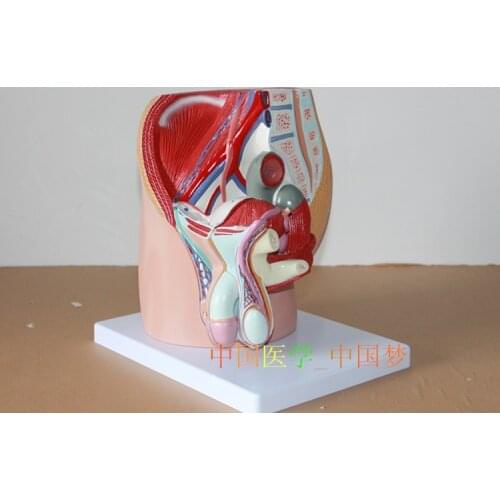 Pelvic anatomy structure model prostate Male Reproduction Urinary System model free shipping