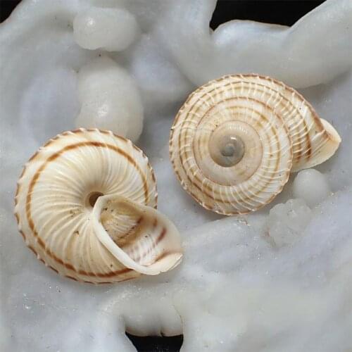 Natural and rare conch collection 2.5 cm disc pattern snail home decoration
