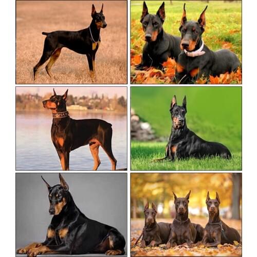 5D DIY Diamond Painting Full Square Round Drill Dog Doberman Fierce Diamond Embroidery Animal Cross Stitch Mosaic Kit Decor Gift