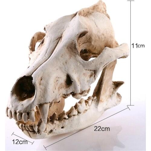 Resin jackal skeleton sketch practice classroom teaching accessories Animal skull model