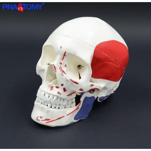 Adult Human Skull Model with Muscles and Numbers with Manual Human Anatomical Model Dentist Used Educational Equipment