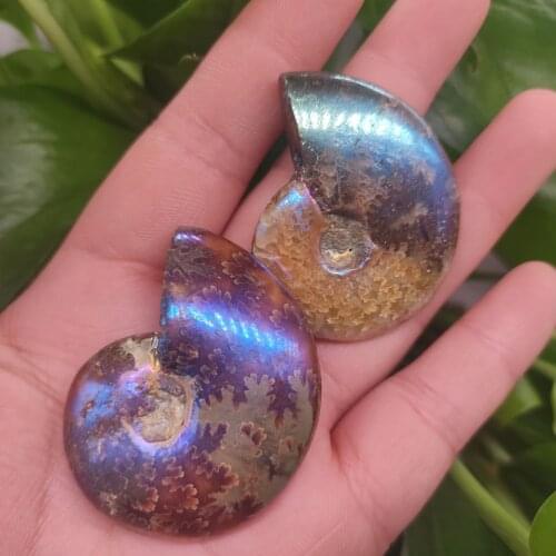 1pcs 20-40g Natural fossil color spots screw, the nautilus, chrysanthemum stone, snail