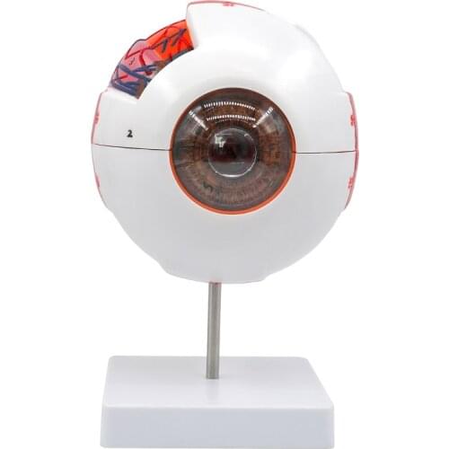 6 Times Human Eye Anatomy Model ENT Ophthalmology Eyeball internal structure Cornea iris lens vitreous