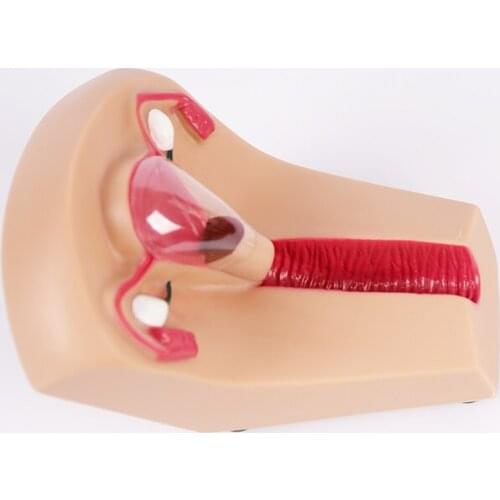 Female intrauterine contraceptive guidance training model uterine genital organ teaching mold upper ring taking practice