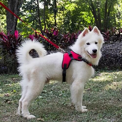 Pet Dog Soft Adjustable Harness Large Dog Sternal Girdle Pets Traction Rope Harness Vest Collar Hand Strap For Small Medium Dogs