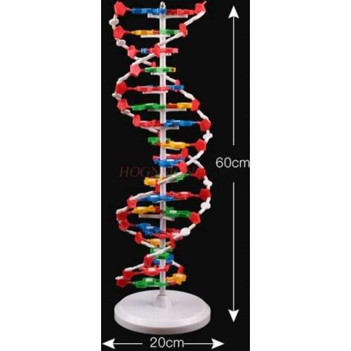 Molecular instrument DNA double helix structure model High school DNA molecular structure model teaching aids
