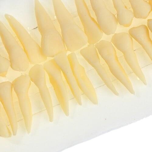 28X Resin Full Mouth False Tooth Model Dental Oral Permanent With Root Simulated