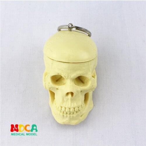 Human.skull key buckle ornament gift pendant key buckle human.organ anatomy medical teaching toy YSK005