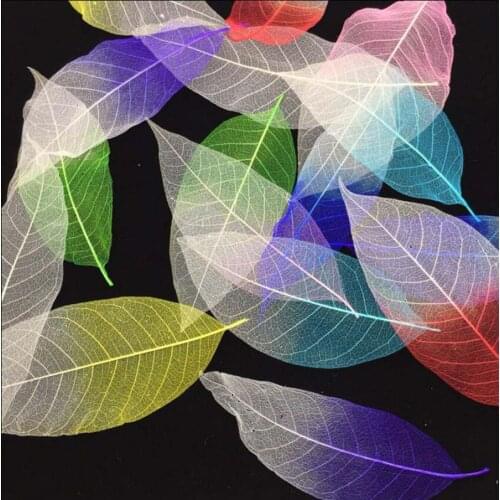 100pcs 15-18cm Gradients Colors Magnolia Skeleton Veins Leaves For Wedding Party Birthday Valentines Day Gift Favors DIY