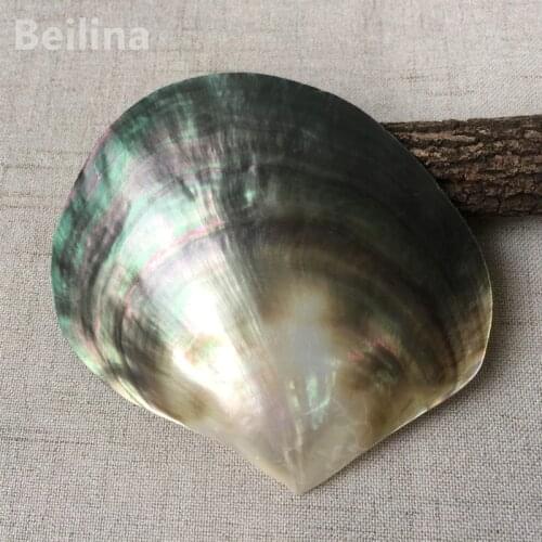 Natural Black Mother of Pearl Shell Craft Conch DIY Home Decoration Aquarium Landscaping Wedding Landscape Decoraition Crafts
