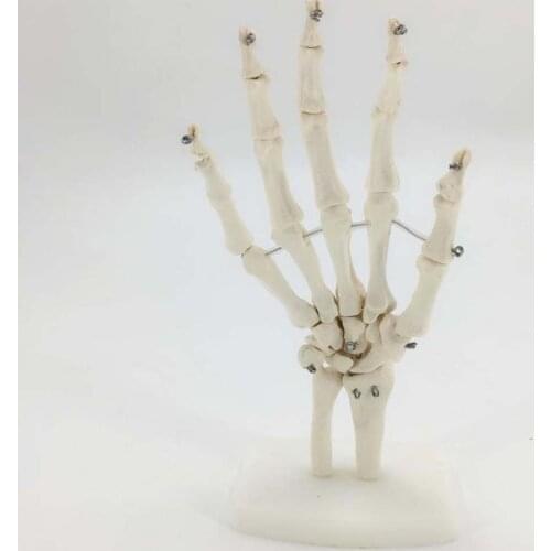 Skeleton Hand Joints Model Medical Teaching Anatomical Model Anatomy