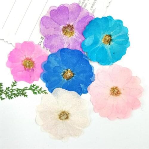 6pcs Pressed Dried Dyed Rosa Chinensis Flower Plant Herbarium For Jewelry Bookmark Postcard Phone Case Invitation Card DIY