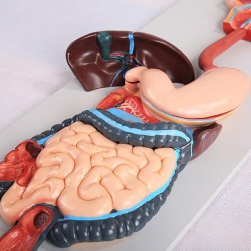 Chinon Human Digestive System Model Stomach Anatomy Large Intestine Rectal Gastroenterology Module Medical Supplies BIX-A1055