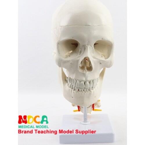 Craniofacial skull model with human.skull and skull model in Department of orthopedics MTG008