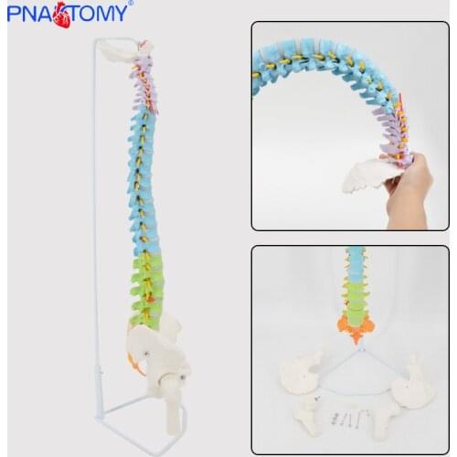 Flexible Colored Human Spine Model Manikin Medical Science Life Size School Educational Models PNT-D121C PNATOMY