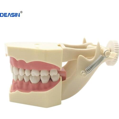 Dental SF Type Study Model 32pcs Teeth with with DP Articulator Soft Gum