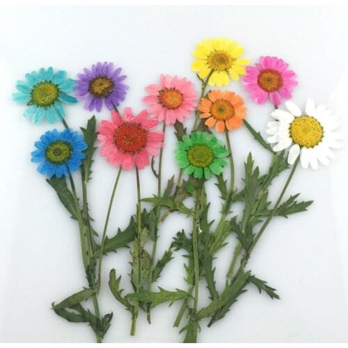 100pcs Pressed Dried Sunflower Flower Plants Herbarium DIY Material Jewelry Pendant Bracelet Rings Earrings Making Accessories