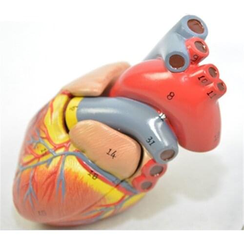 Human Anatomy model Human Heart Model Visceral Anatomical Model Office Decoration