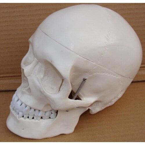 High quality 1 : 1 human Art white skull model with Analysis diagram free shipping