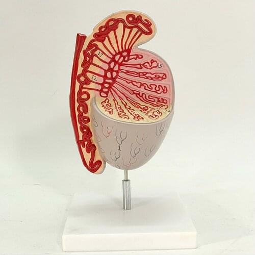 Teaching simulation testicular specimen testicular anatomy enlarged structure model Department male reproductive urology