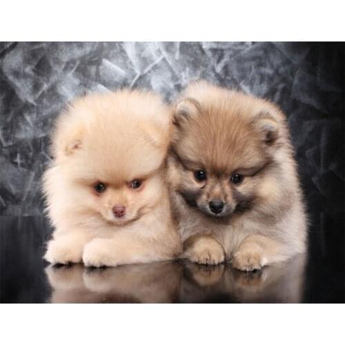 Diamond Mosaic Cute Pomeranian,puppy Diamond Painting Cross Stitch 3D Picture of Rhinestone DIY Diamond Embroidery Dog Pet Decor