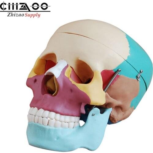 Life Size human anatomical skull model with colored bones