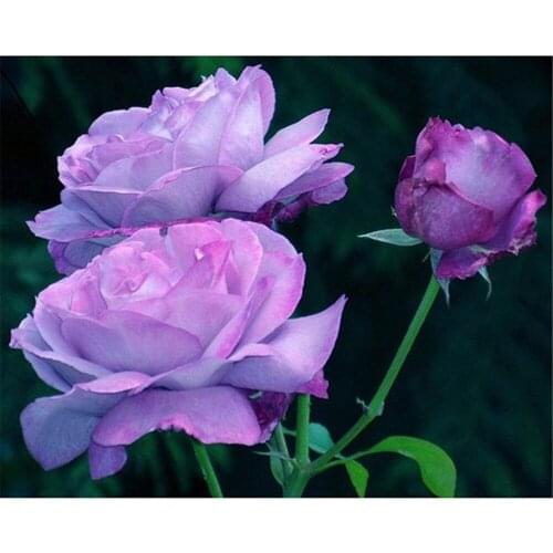 Flower Rose Printed 11CT Cross-Stitch Embroidery Set DMC Threads Knitting Handicraft Hobby Sewing Wholesale Needle Decor
