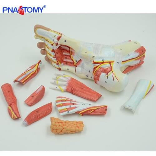 Life size human foot anatomy model leg muscle anatomical models for education medical organ artery and nervous system
