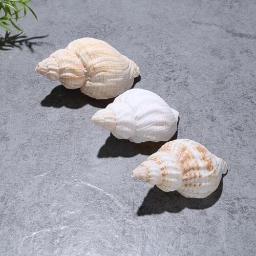 5pcs snail natural conch shell aquarium decoration aquarium case landscape Mediterranean