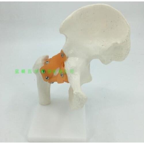 Human hip ligament model human functional joint model human articular model kinematic skeleton
