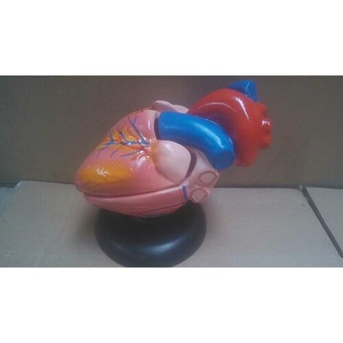 1:1 Life Sized Human Heart Anatomical Viscera Organ Model Emulational Stand Medical Science Medical Supplies