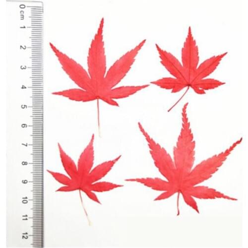 120pcs Dried Pressed Dyed Red Maple Leaf Flower Plant Herbarium For Jewelry Bookmark Postcard Phone Case Invitation Card DIY