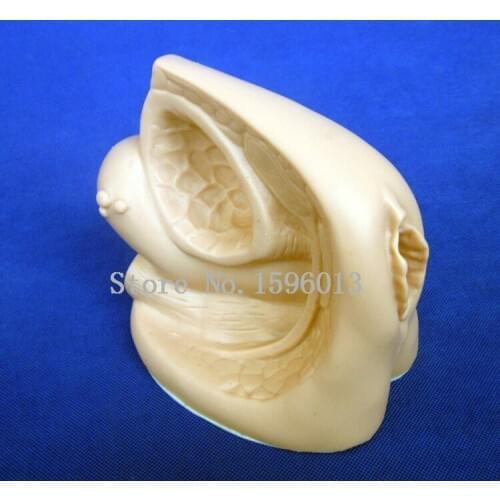 Female Urethral Catheterization Simulator, Advanced Female Internal and External Genital Organs Model