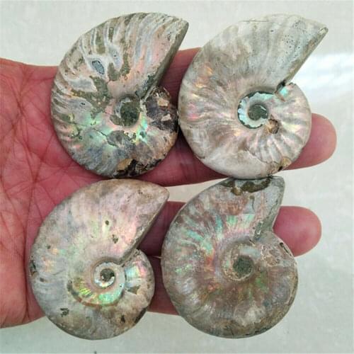 4pcs Rainbow!!!!! Natural conch fossil specimens of Madagascar