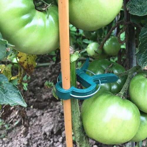 10Pcs Plant Grafting Clips Greenhouse Clamp Stand Plastic Plant Clip Fastener Bracket Fixed Seed Stem Support Plant Accessories