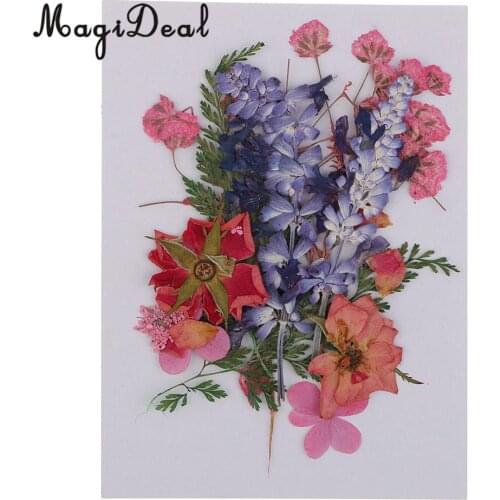 Multiple Beautiful Real Pressed Flower Dried Flowers Press Leaves for Art Craft Scrapbooking Resin Jewelry Phone Case Soap DIY
