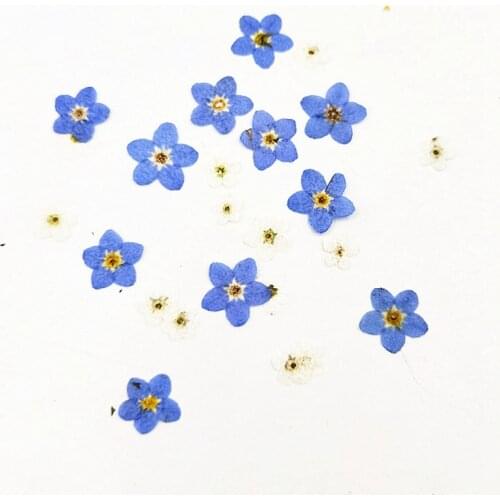 100pcss Forget-me-not flowers Dried Flower Pressed Flower Real Flower Manicure DIY Handmade Epoxy Jewelry