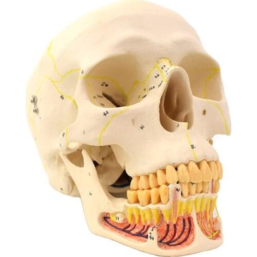 Dental Practice Education Model Skull Model 3 Parts With Nerve Muscel