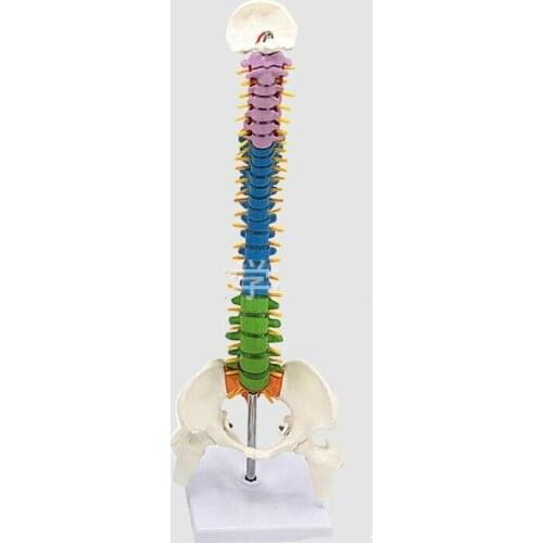 Colored Vertebral Column Model with Pelvis,Femur Heads and Sacrum, 45CM Spine Model with Intervertebral Disc Human Spine Model