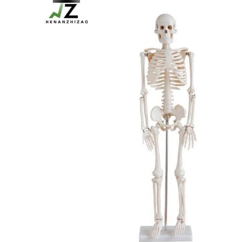 Educational Supplies 85cm Skeleton human skeleton model