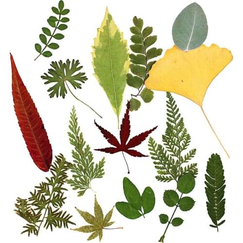 15Pcs Natural Pressed Dried Flower Fern Leaves for DIY Arts Crafts Scrapbooking